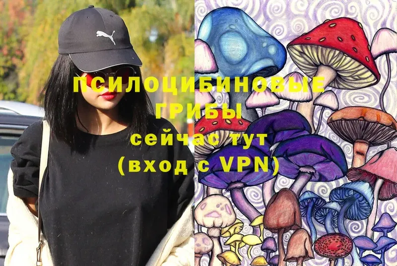 Псилоцибиновые грибы Cubensis  Зеленокумск 